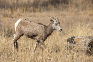 Naklejka na ściany i meble Bighorn sheep in field.