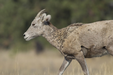 Profile of bighorn sheep.