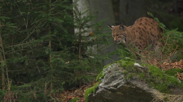 Luchs im Wald
