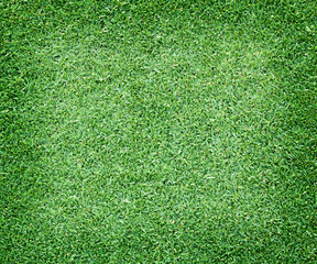 Fototapeta premium Beautiful green grass texture