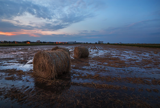 Sekinchan Paddy Harvest