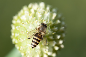 Bee is working