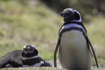 Magellanic Penguin Pair in Colony.