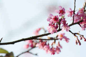 Prunus campanulata branch