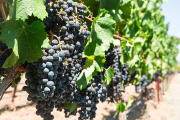 Grapes