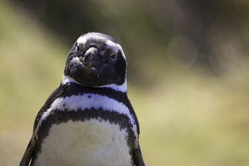 Magellanic Penguin (Spheniscus magellanicus) appearing to smile.