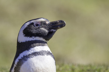 Magellanic Penguin close up head portrait Falkland Islands