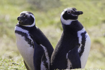 Pair of Magellanic penguins. Gypsy Cove, Falkland Islands.