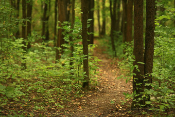 background trees in the forest