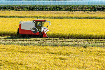 Fototapeta premium Combine harvester in a rice field during harvest time.