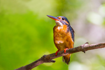 Portrait of female Common Kingfisher (Alcedo atthis) 