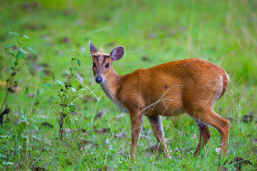 Young Barking deer (Muntiacinae ) in nature at Khao Yai national park ,Thailand