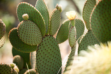 Beautiful flowering cactus
