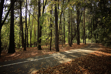 background trees in the forest