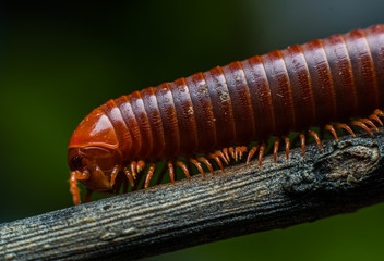 the millipede walking