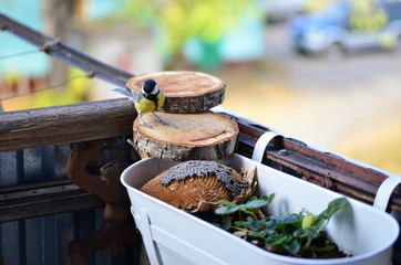 Fototapeta premium yellow city birds titmice fly in for a visit on the balcony eat sunflower seeds