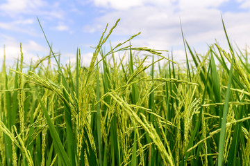 Close up of green rice paddy in rice field.