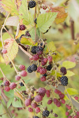 Ripe blackberries on the plant
