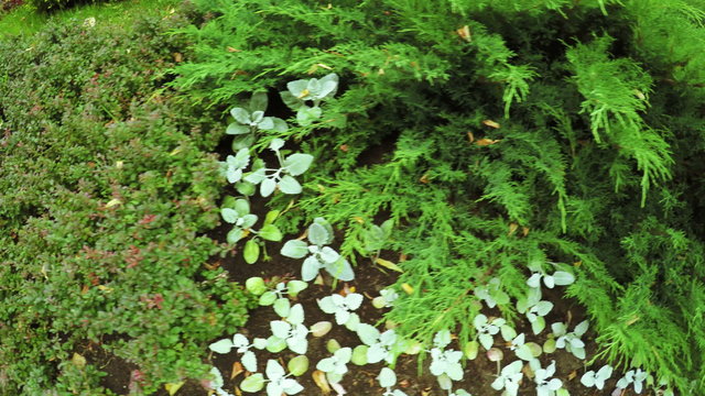 Flower Garden in city park