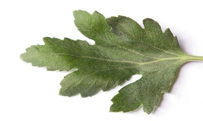 Fototapeta premium Green leaves
