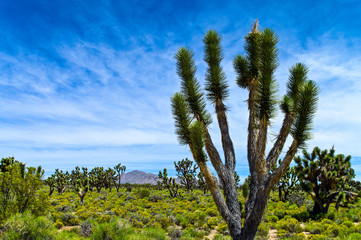 U.S.A. California, the Joshua trees in the Mojave National Reserve near the Route 66
