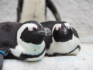 フンボルトペンギン
