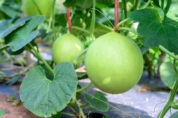 Young green melon hanging on tree in field.