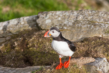 Atlantic Puffin bird on a cliff
