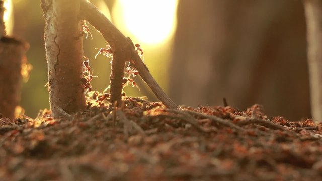 Ants climbing on a branch at an ant colony in soft evening light