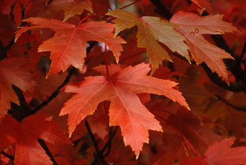 Sugar Maple Foliage