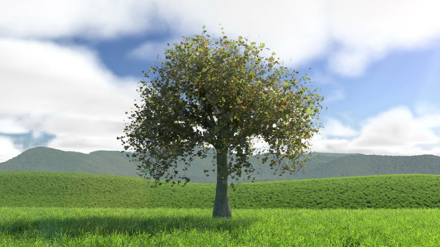 A tree in the four seassons, Seamless Loop