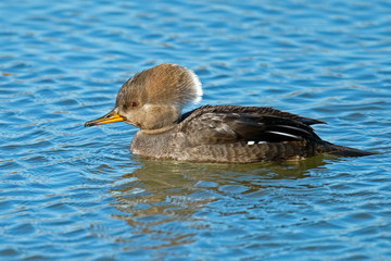 Female Hooded Merganser