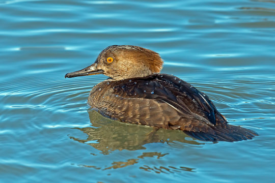 Female Hooded Merganser