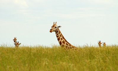 Naklejka premium Sitting Giraffes in Long Grass