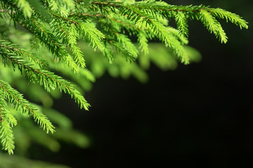 Bright young spruce branch on a black background