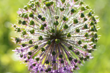 Wild onion flower on green background closeup