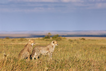 Two young cheetahs