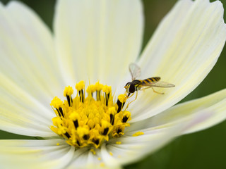 Fototapeta premium ペアルックの花虻とコスモス