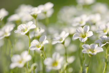Little white wildflowers on green grass