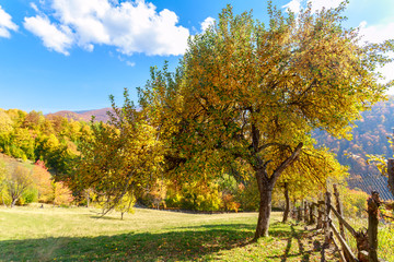 Autumn trees in Transylvania © Kavita