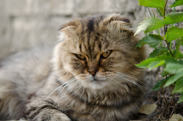 Кот отдыхает