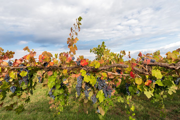 colors to the clouds