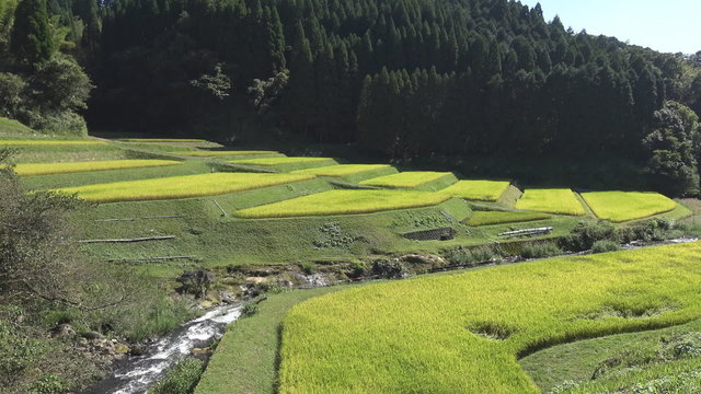 棚田に流れる小川