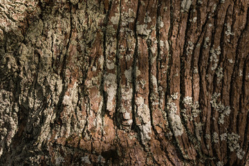 closeup of tree trunk with lichen