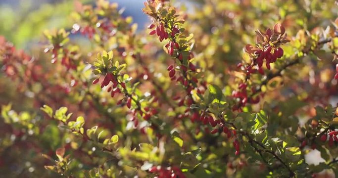 barberry bush in sunlight in october