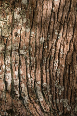 tree bark with lichen