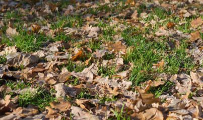 fallen leaves
