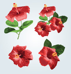 Hibiscus