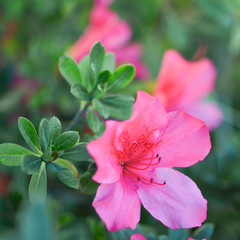Beautiful pink rhododendron flowers