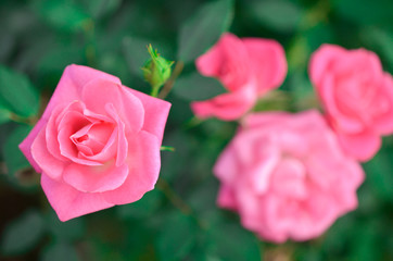 Pink roses in garden